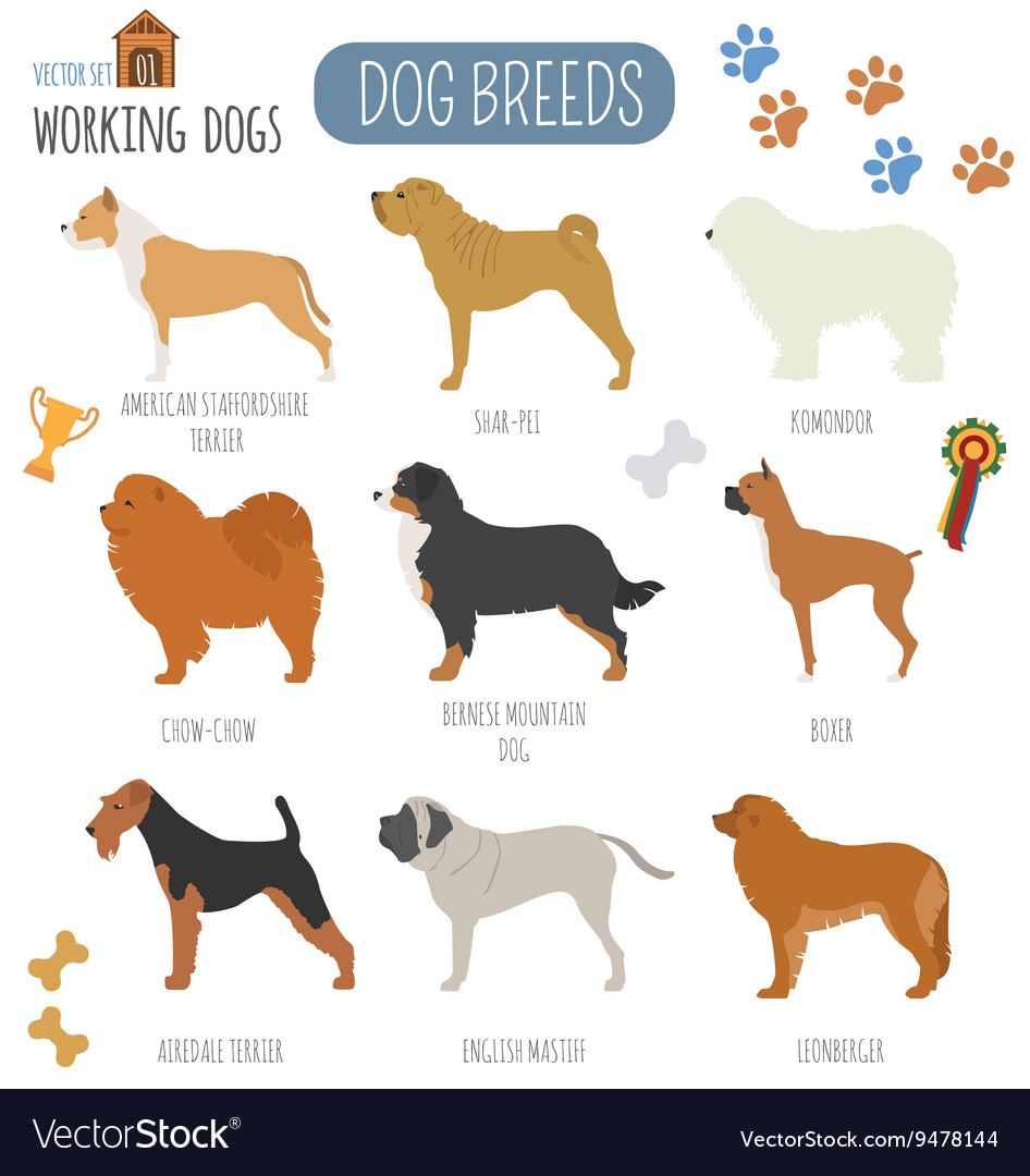 Dog breeds working watching set icon flat Vector Image