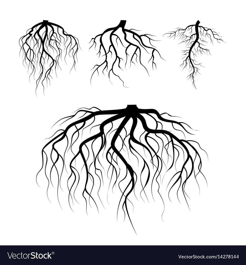 Tree underground roots plant Royalty Free Vector Image