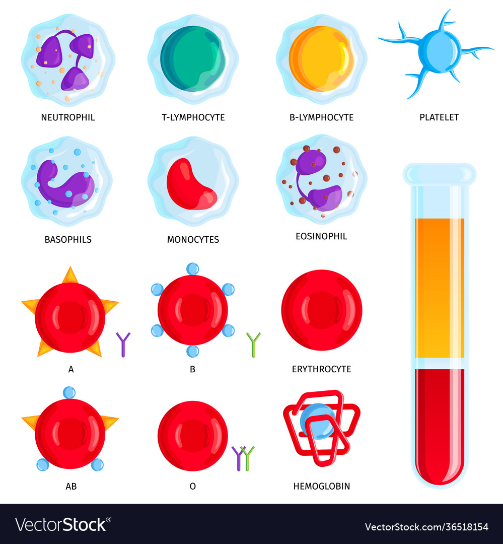 Blood cells set Royalty Free Vector Image - VectorStock