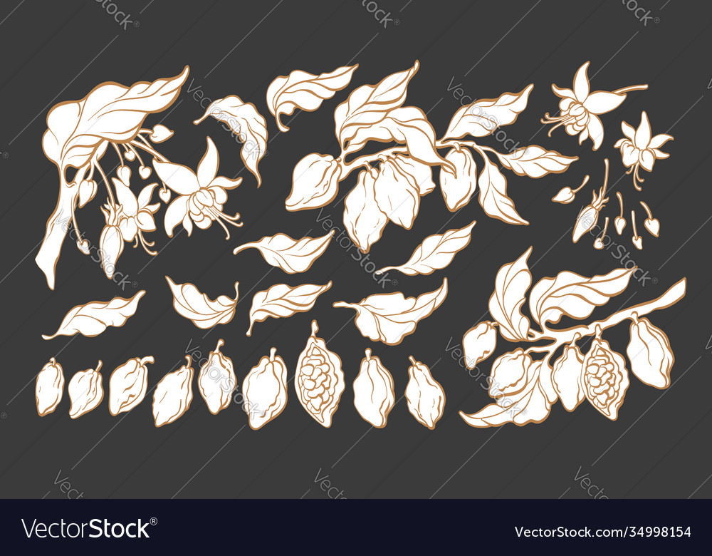 Cocoa Bean Botanical Set