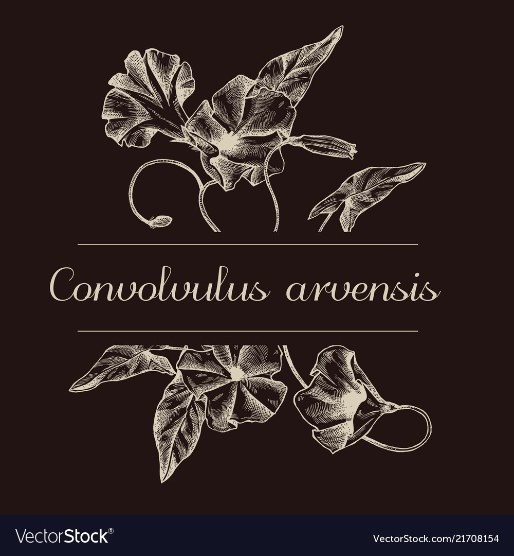 Hand drawn design with field bindweed isolated vector image Hand drawn design with field bindweed isolated