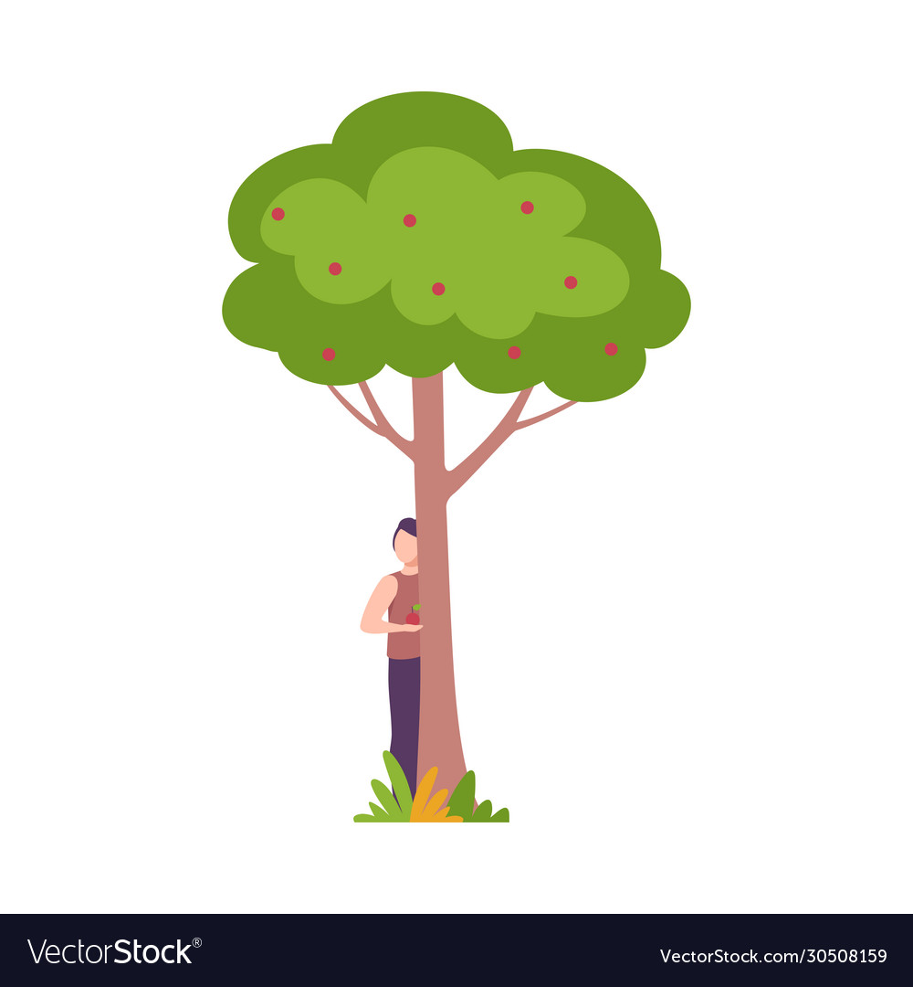 Young man standing behind apple tree guy peeking Vector Image