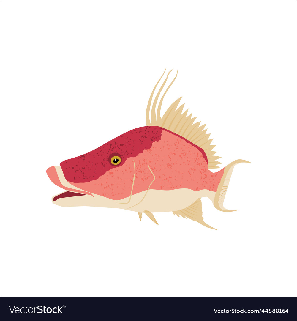 Hogfish template on white background Royalty Free Vector