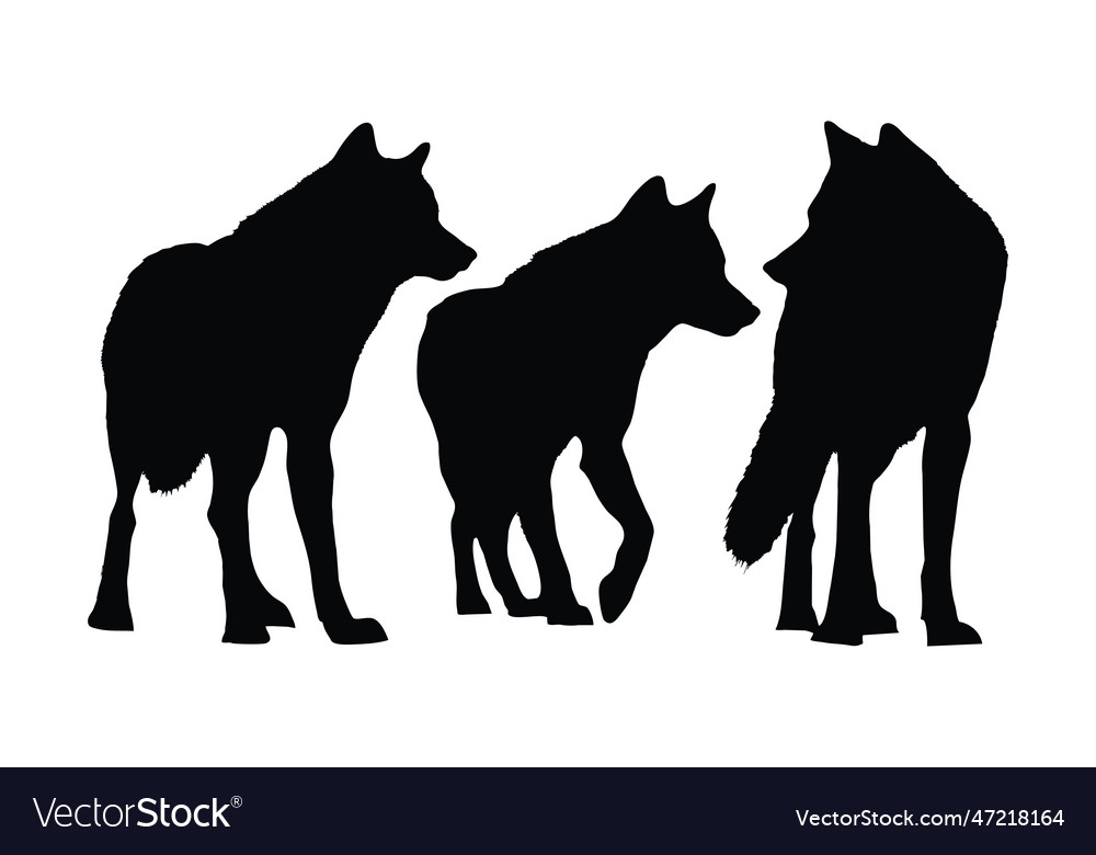 Wolves walking in different positions silhouette