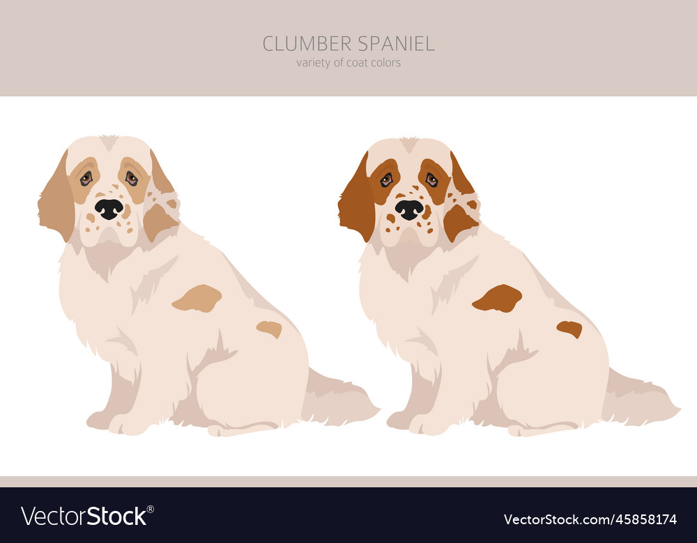 Clumber spaniel clipart different poses coat