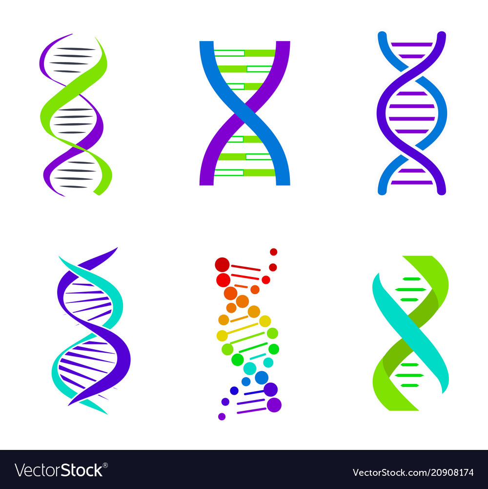 Colorful dna spirals bright Royalty Free Vector Image