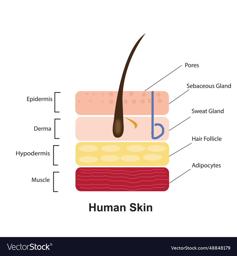 Human Skin Anatomy Royalty Free Vector Image - Vectorstock