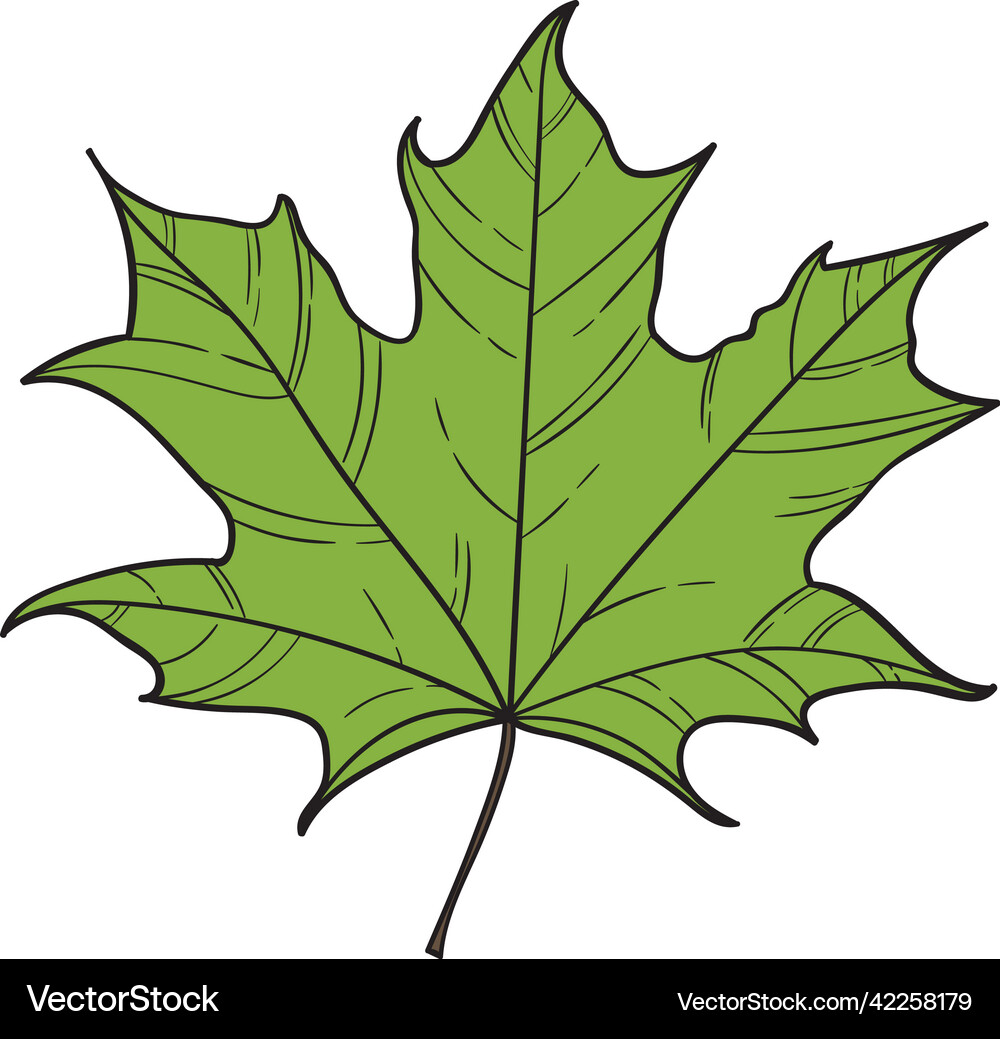 Maple leaf Royalty Free Vector Image - VectorStock