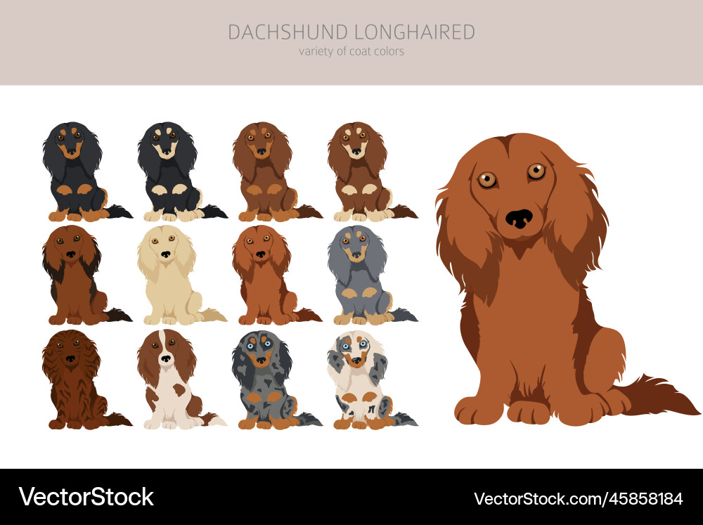 Long Dog Clipart