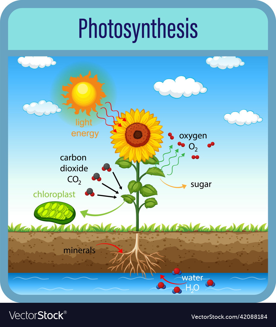 Diagram showing process of photosynthesis Vector Image