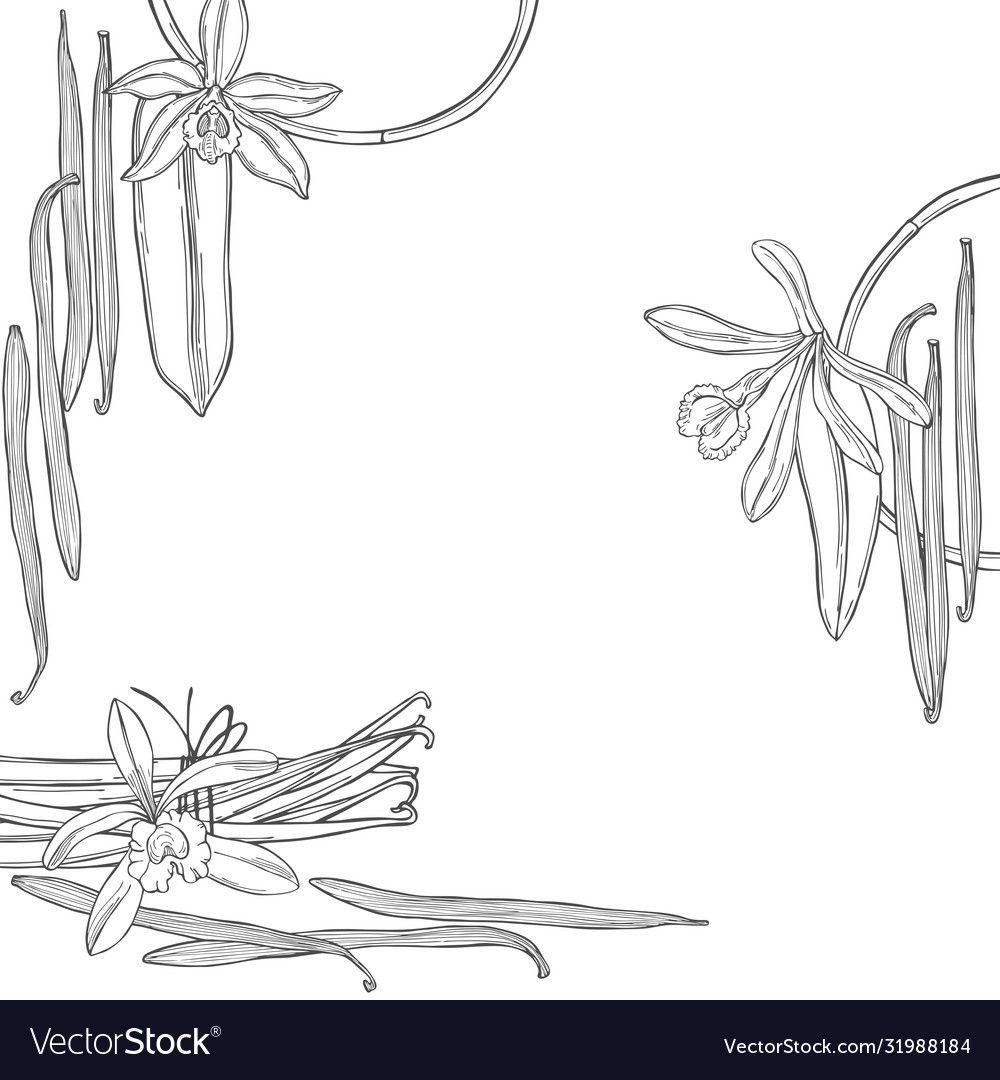 Hand drawn vanilla pods and flowers background