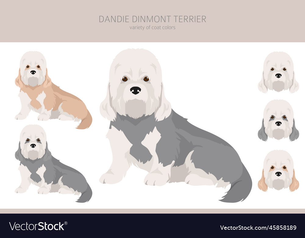 Dandie dinmont terrier clipart different poses