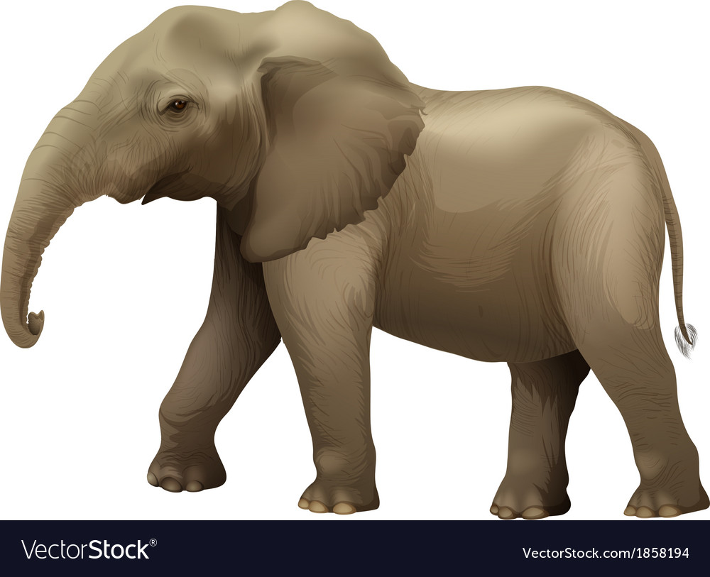 African elephant