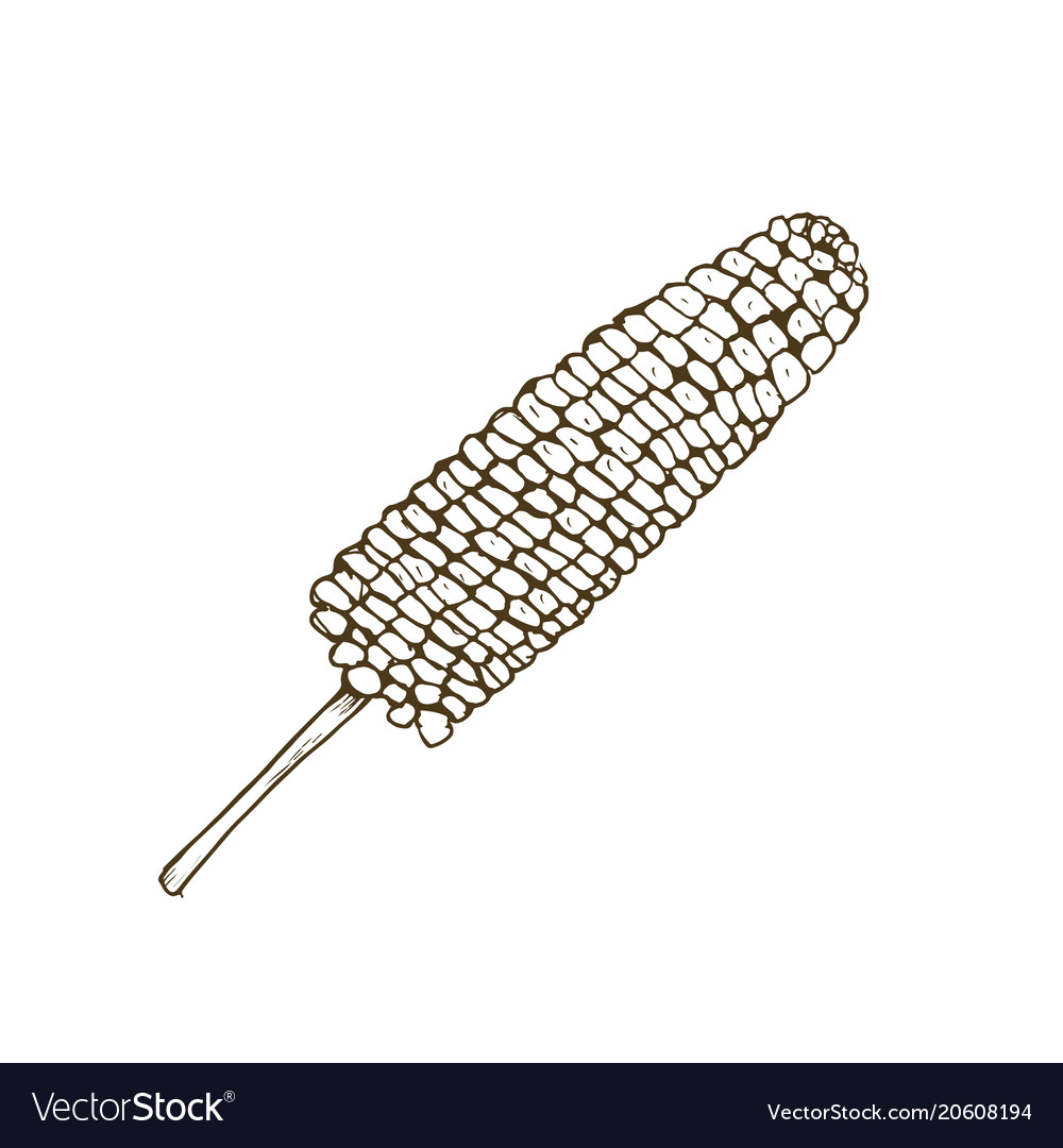 Corn isolated