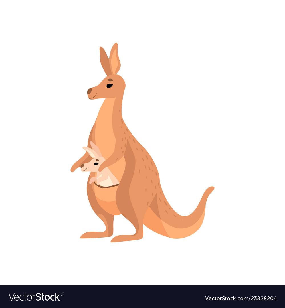 Brown kangaroo carrying bain its pouch cute Vector Image