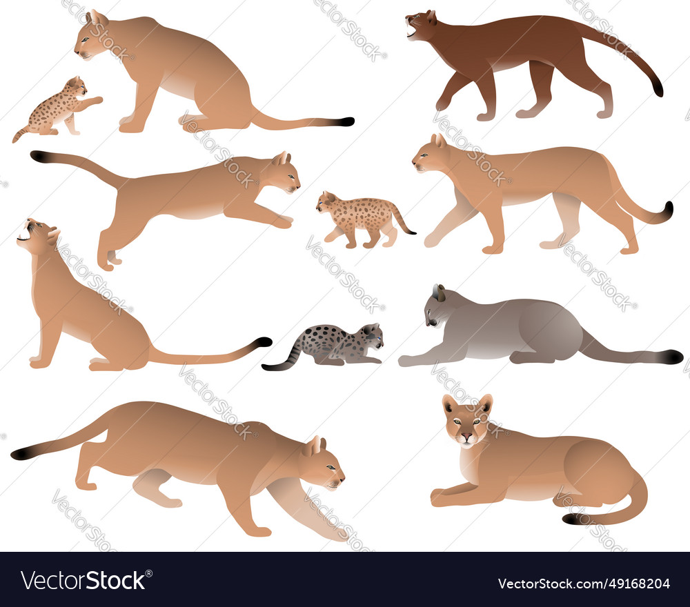 Cougar colour Royalty Free Vector Image - VectorStock