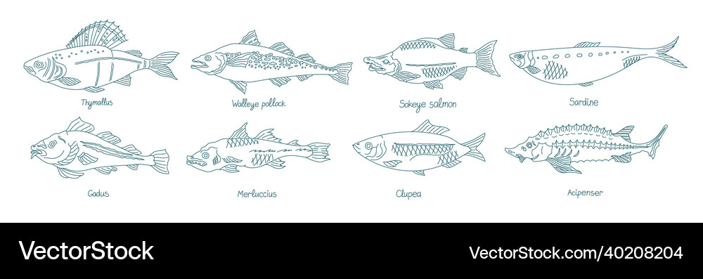 Fish set different types collection of marine Vector Image