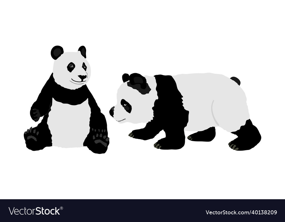 Panda couple isolated on white