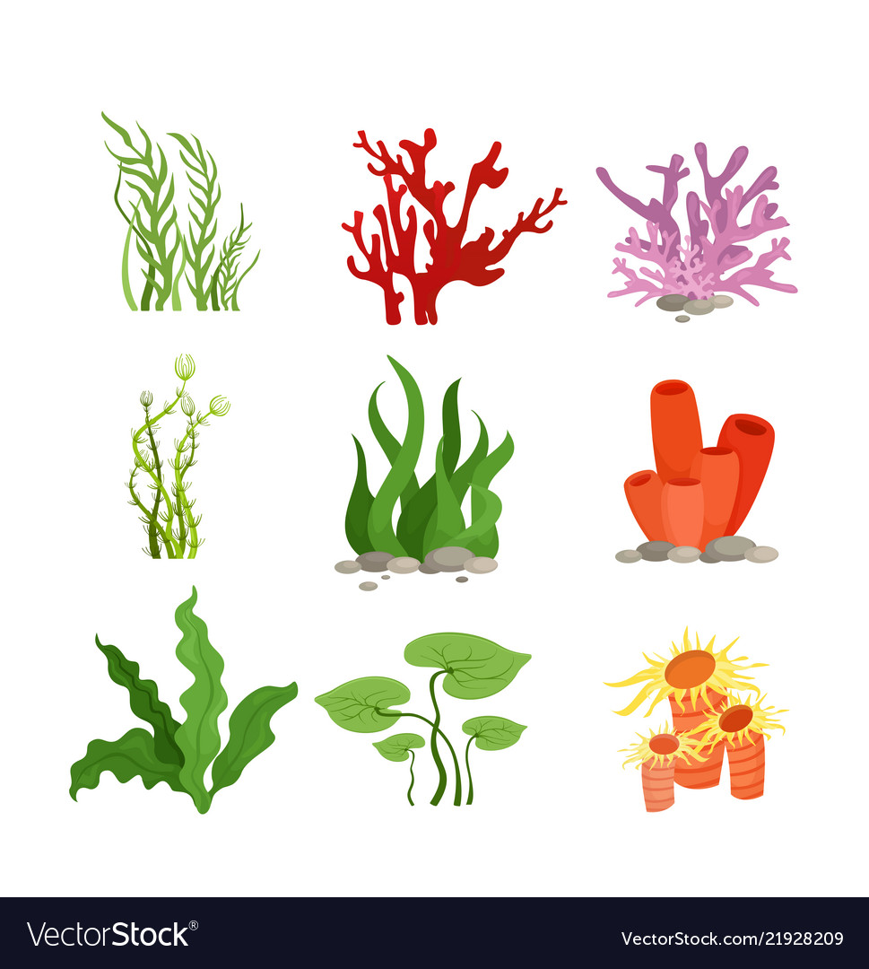 Set colourful water plants Royalty Free Vector Image