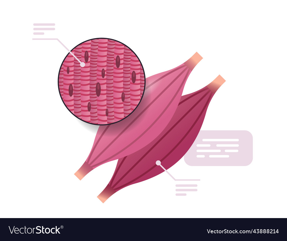 Detailed Explanation Muscle Structure Human Vector Image