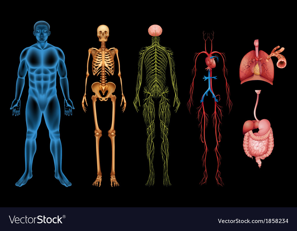 Показать фото строение человека Human body systems Royalty Free Vector Image - VectorStock