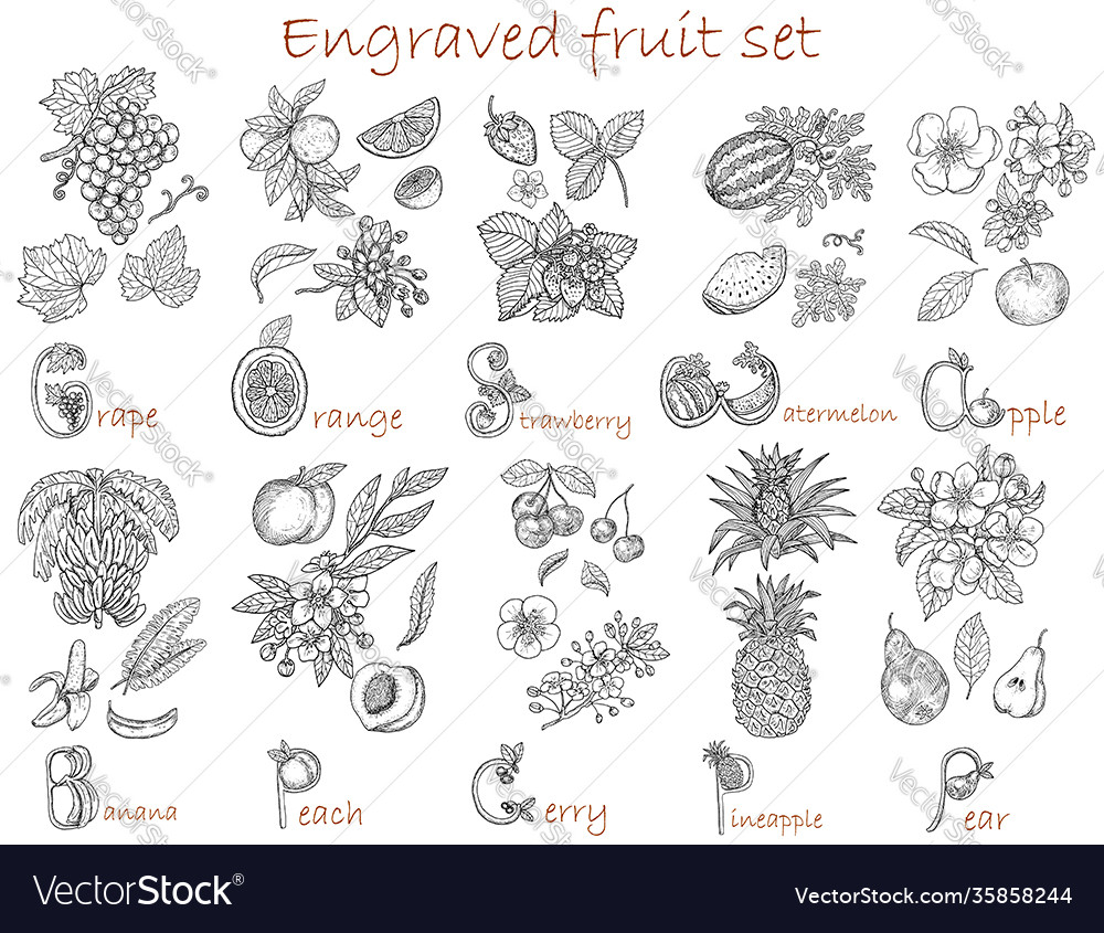 Design set with fruits botanical collection vector image Design set with fruits botanical collection