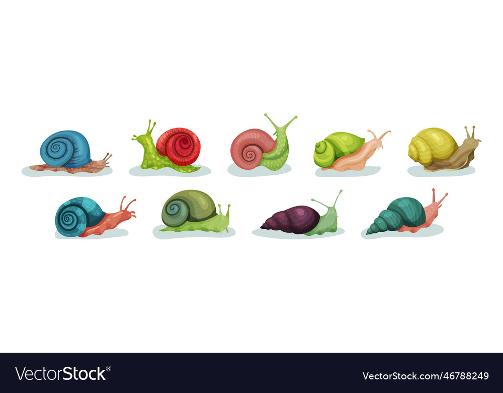 Coiled Snails: A Shell Collection