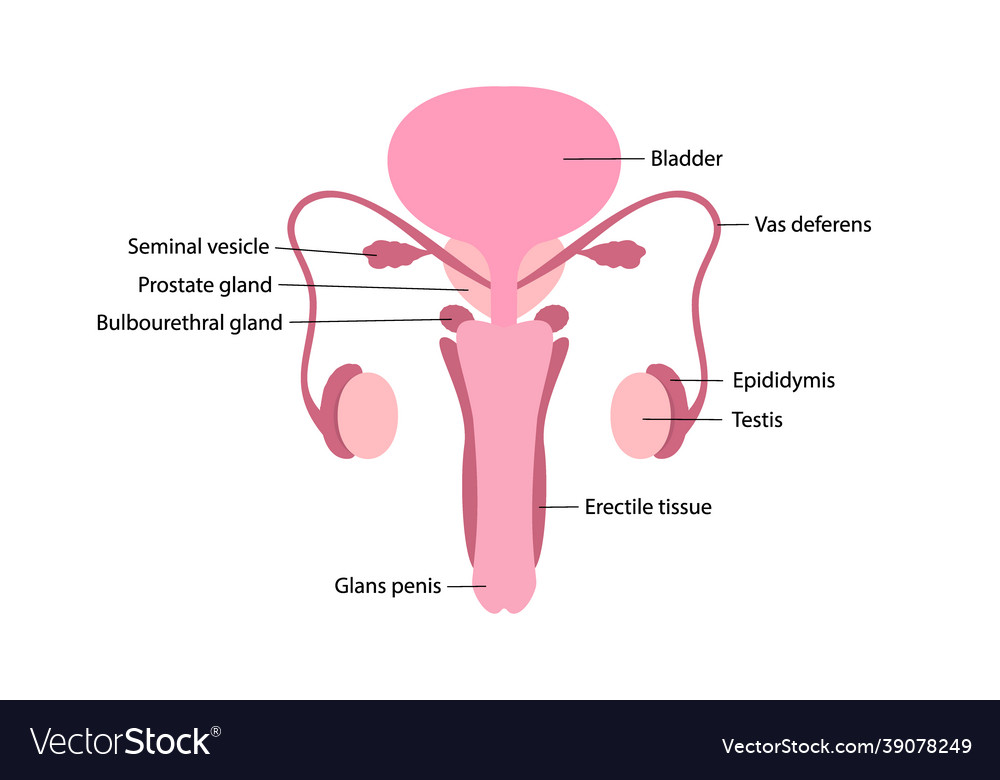 Male human reproductive Royalty Free Vector Image