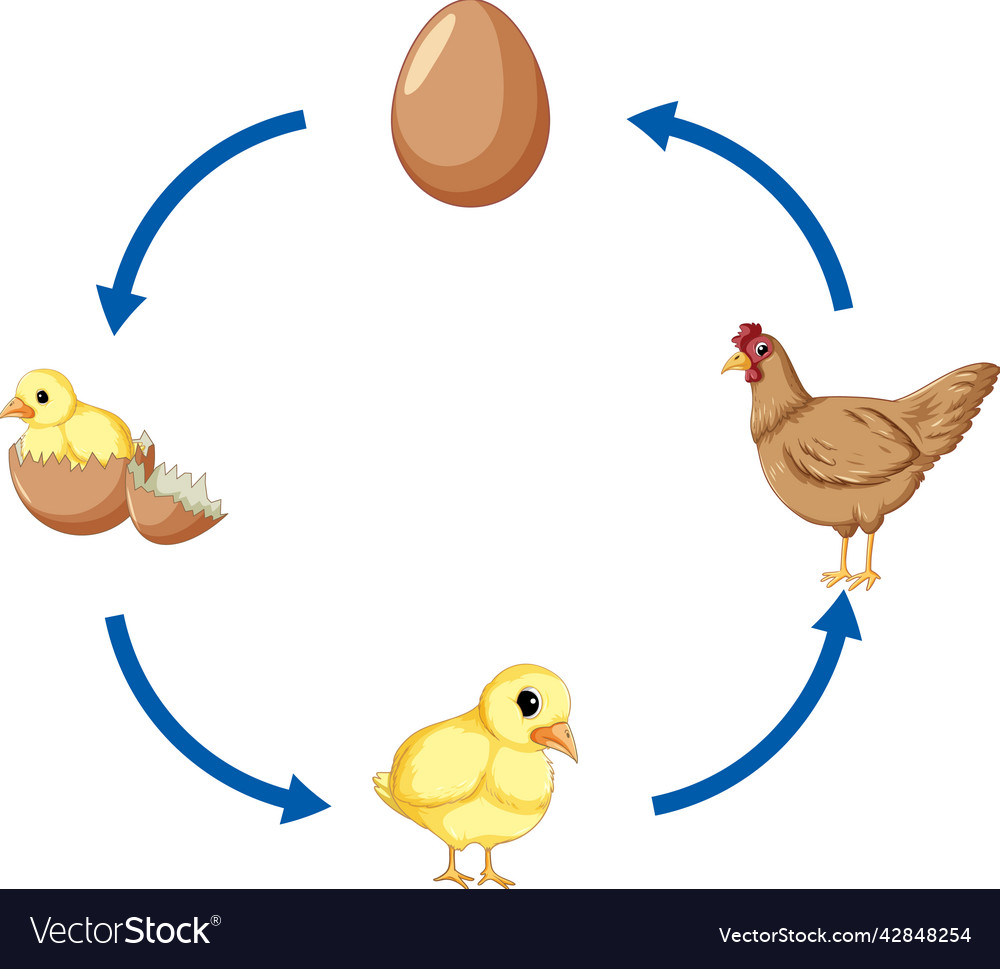 Chicken life cycle diagram Royalty Free Vector Image