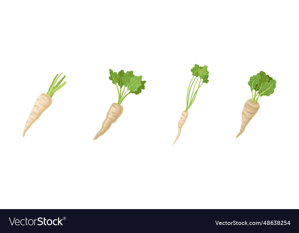 Parsnip root vegetable with green leaf set vector image Parsnip root vegetable with green leaf set