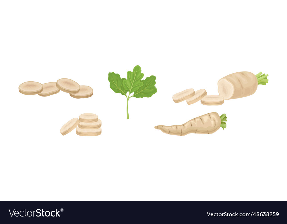 Parsnip root vegetable with green leaf set