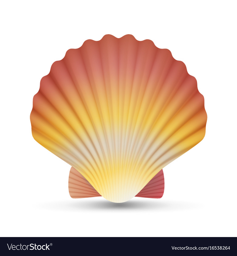 Scallop Seashell Stock Photo - Download Image Now - 2015, Animal