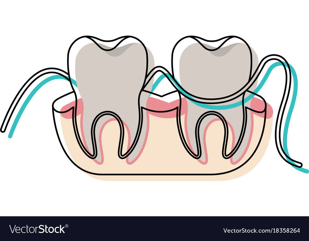 Teeth and gums with dental floss between them