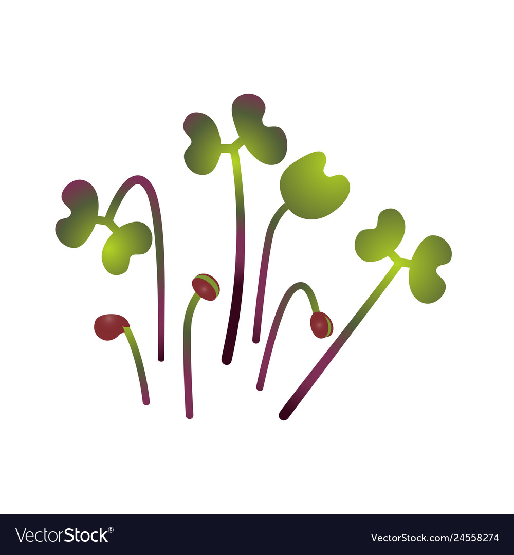 Red Cabbage Microgreens Bunch