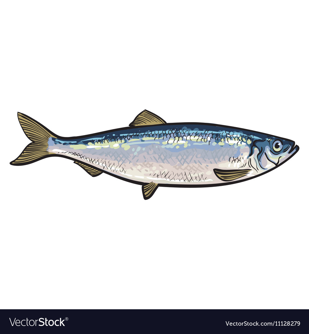 Hand drawn silver herring sketch style Royalty Free Vector