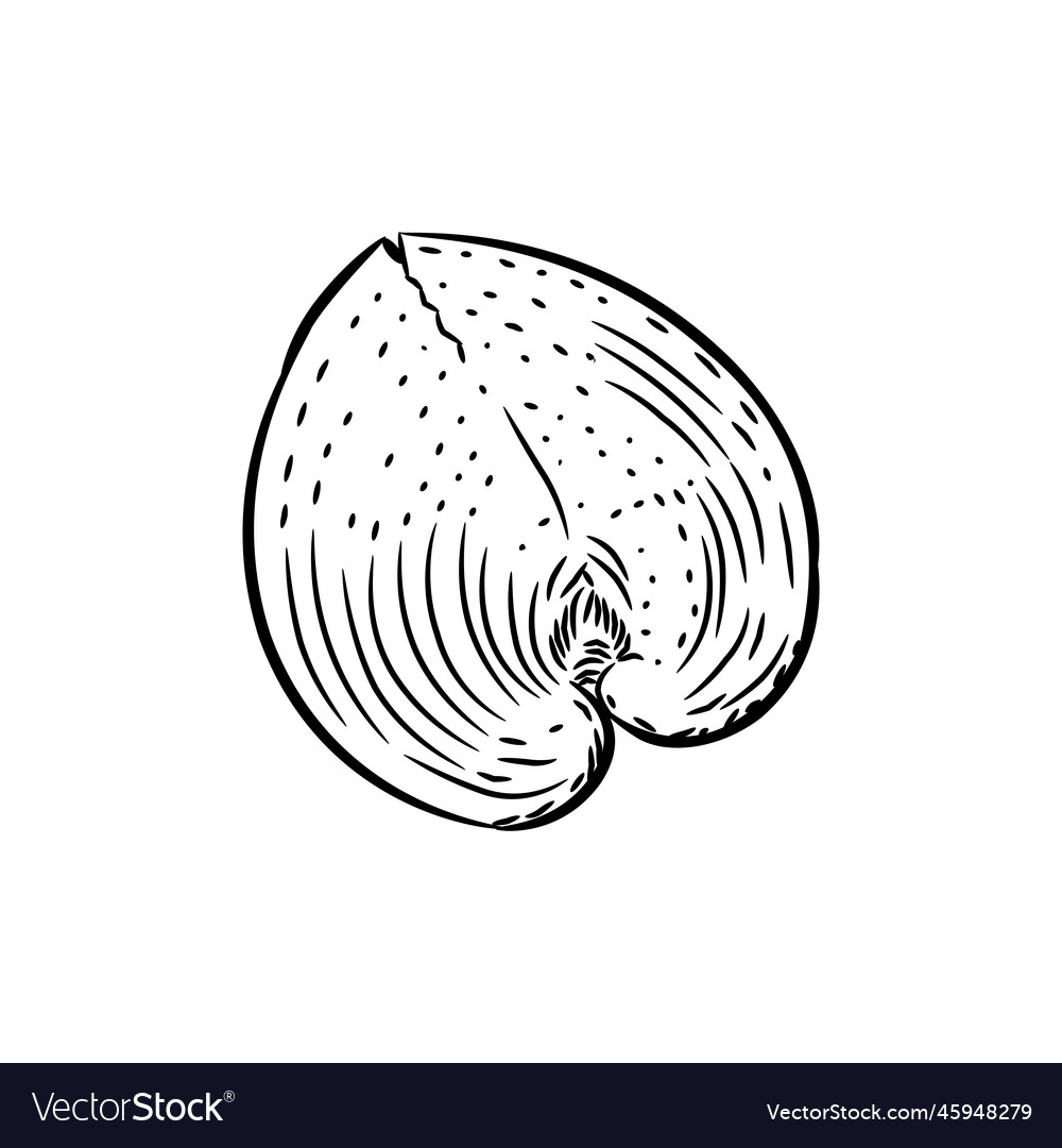 Sea shells rare endangered species cardiidae Vector Image