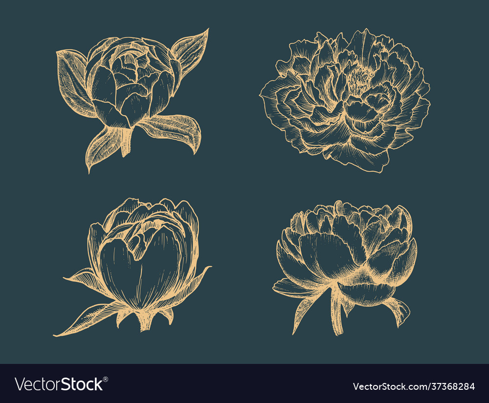 Peony drawings set in sketches flowers Royalty Free Vector