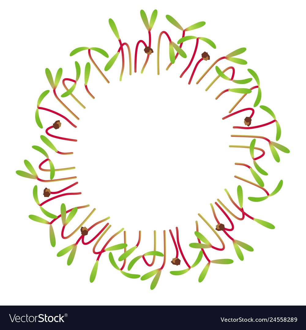 Microgreens swiss chard arranged in a circle