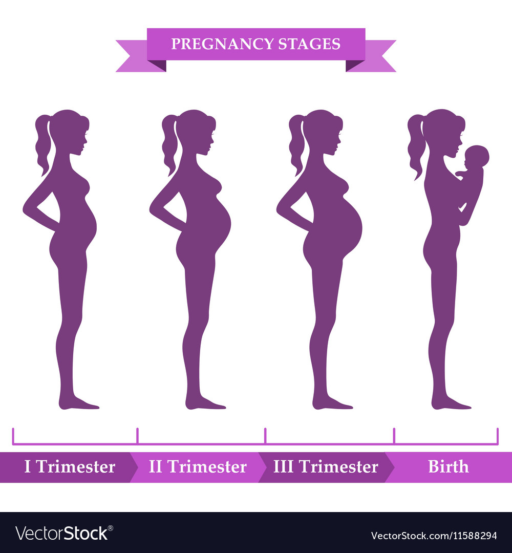 Stages Of Pregnancy Diagram