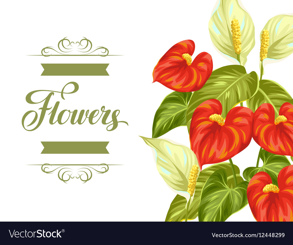 Greeting card with flowers spathiphyllum