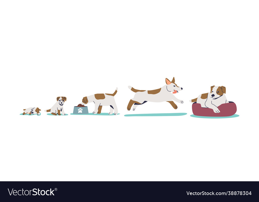 Dog growth stages from small puppy to adult Vector Image