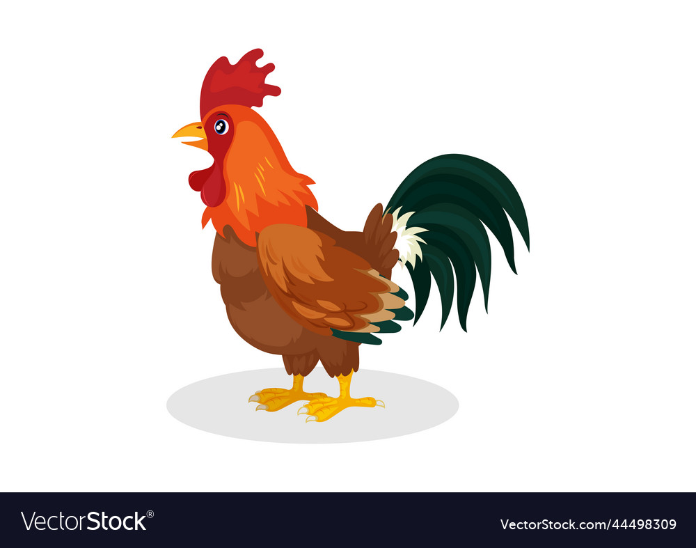 Colorful rooster poultry on a white background