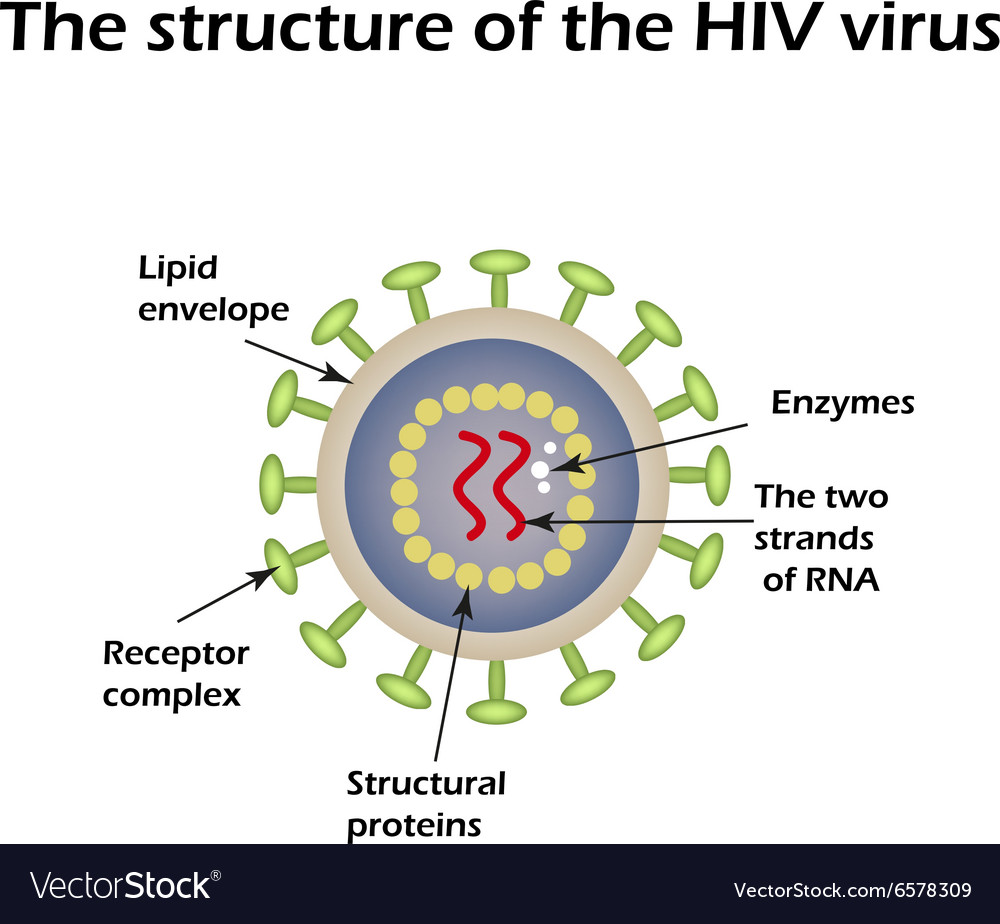 [DIAGRAM] Pathophysiology Of Aids Hiv Diagram - MYDIAGRAM.ONLINE