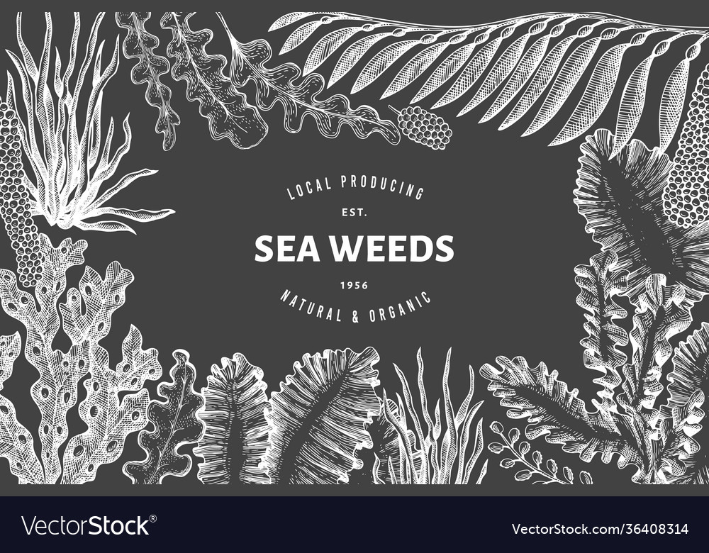 Seaweed design template hand drawn seaweeds Vector Image