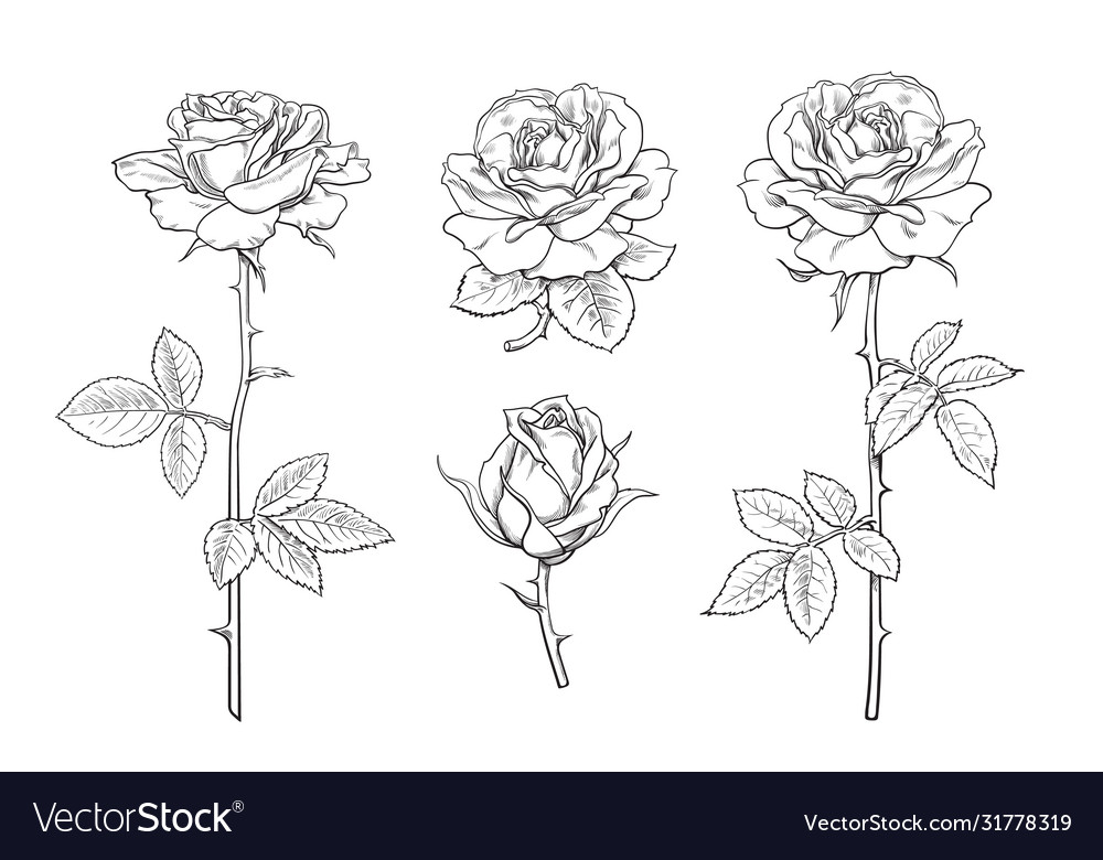 Big set rose flowers buds leaves and stems in Vector Image