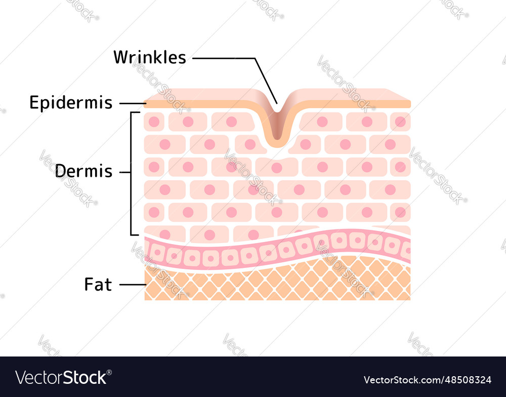 Cross section of wrinkled skin Royalty Free Vector Image