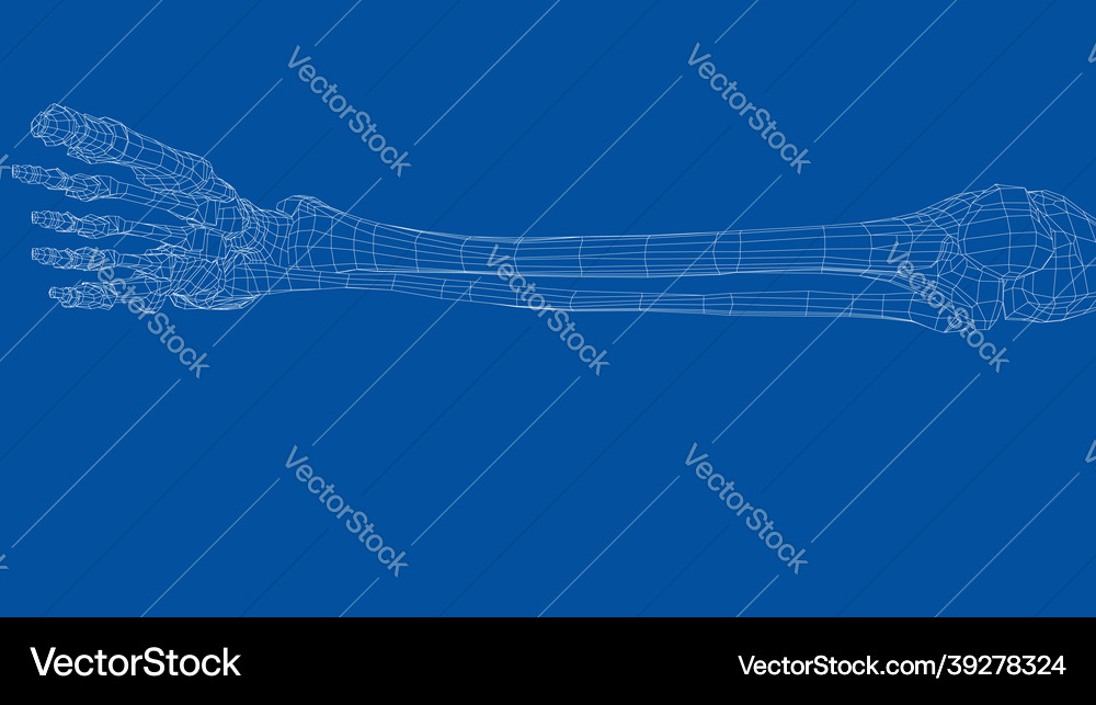 Human skeleton Royalty Free Vector Image - VectorStock