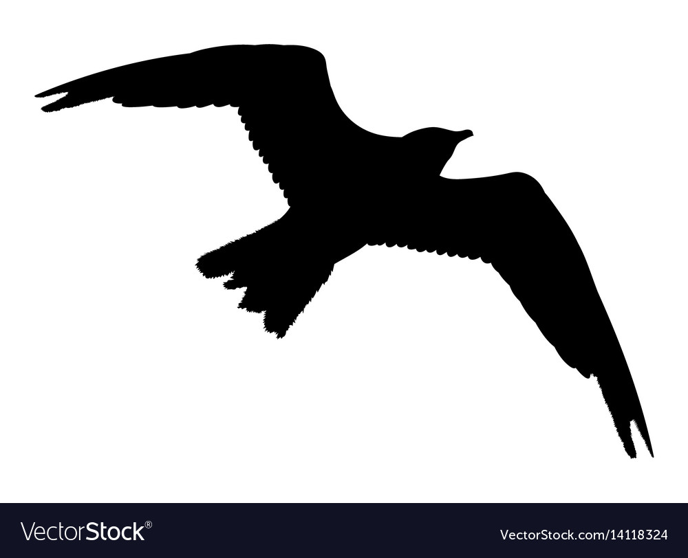 Seagull flying silhouette isolated on white Vector Image