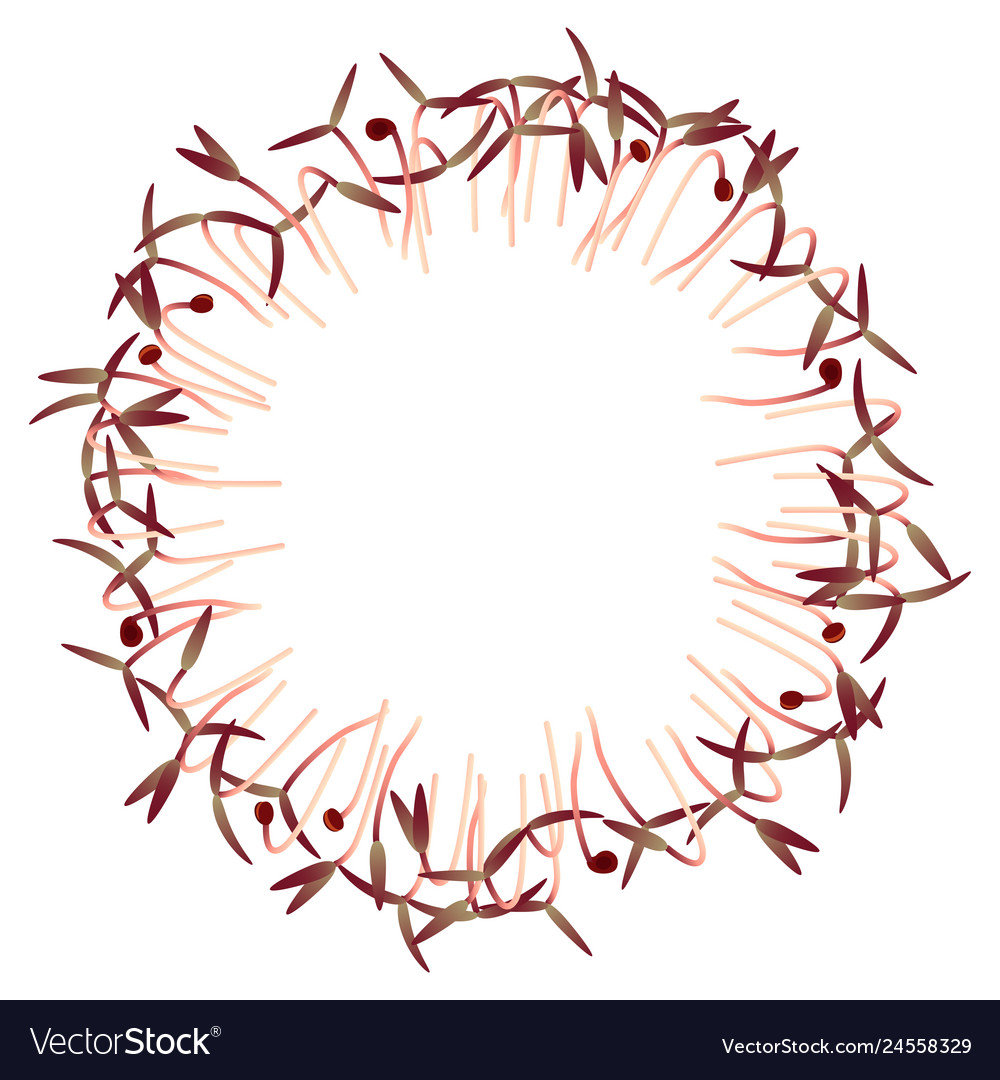 Microgreens red amaranth arranged in a circle