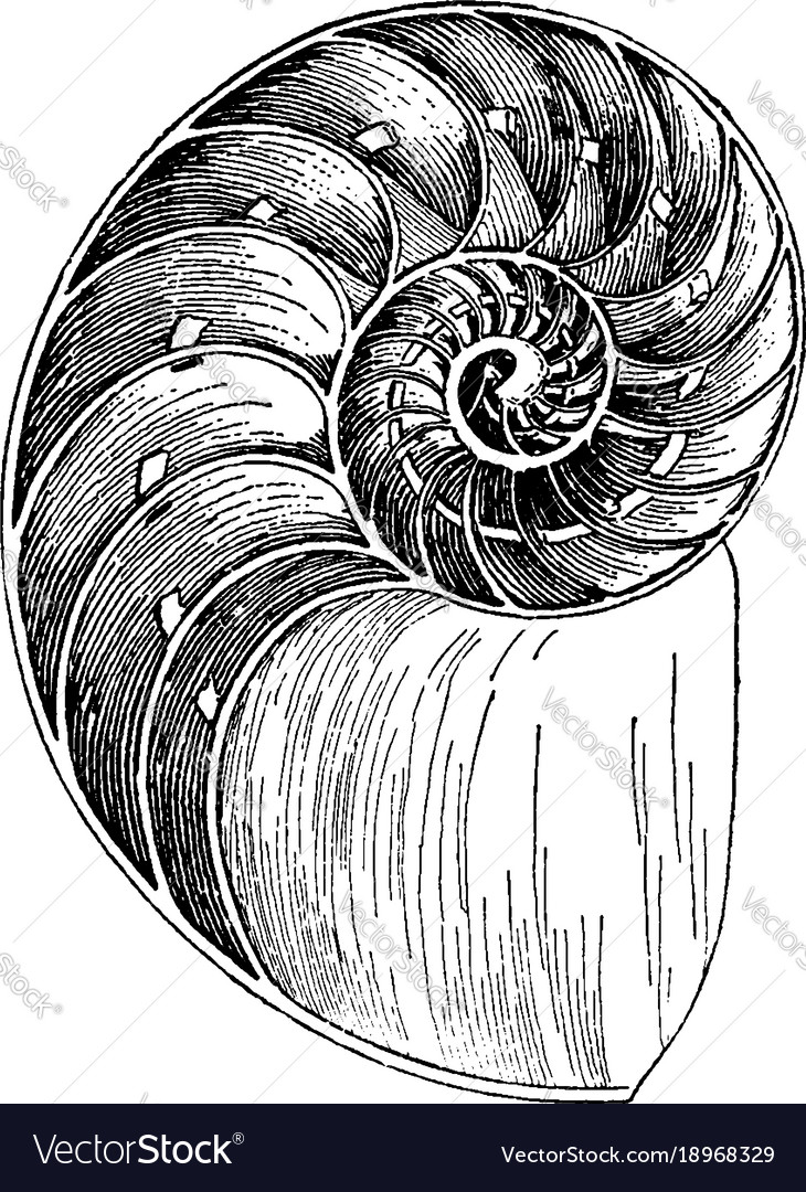 Nautilus Shell Vintage Royalty Free Vector Image